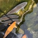 하르방 물레방아 이미지