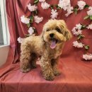 다정다감, 봄 이미지