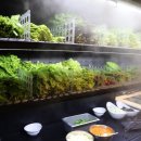 육대쌈 해운대점 | 강동구 무한리필 직화불고기에 예쁜 삼색밥을 쌈싸먹는 육대쌈 암사점