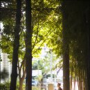 빛의 숲 이미지