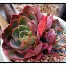 양진농장 이미지