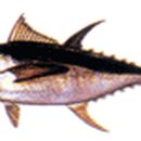 참치어장 이미지