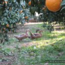 이슬농장2 이미지