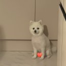 짬뽕뽕직화짬뽕