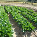 월평농장 이미지