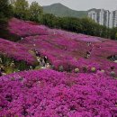 [류재림의 포토다큐]군포 수리산 ‘철쭉 물결’ 절정…26일까지 '봄 꽃' 향연 이미지