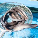 장어본부 이미지