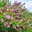 그린 팜파스 이미지