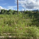 소솜,하루 이미지