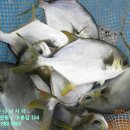 해솔바다낚시터 이미지