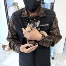 달퐁 | 오산강아지분양 *달퐁* 분양후기-♥