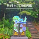 6월 창녕가볼만한곳 추천 수양버들 백화등꽃 만개 남지개비리길