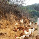 버들샘농장 이미지