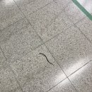 남홍교자만두
