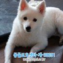 제퍼니즈