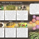 고려인삼홍삼 이미지