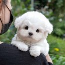 동경메디칼 | 천안애견분양 미유펫 애견샵에서의 따뜻한 선택
