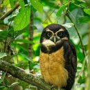Spectacled owl 이미지
