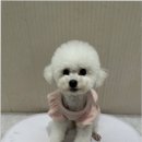 부산애견호텔 댕스스쿨 이미지