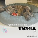 한성타일 - 전주시 완산구 거마평로 94 | 한성카페트 타일카페트 셀프 시공 후기 반려견