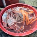동광상사 | 구룡포 대게직판장 대해상사 저렴한가격 내돈내산 후기