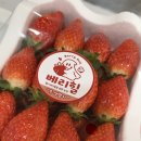 은용농장 | 당진딸기체험 할 수 있는 딸기농장 베리힐 킹스베리 수확한 내돈내산 후기