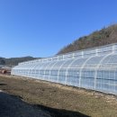 킴스베리 이미지