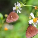 PINK GAME PC 이미지