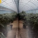 정재영농장 이미지