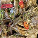 2703 | [연초모임성공!]트레이더스 초밥·간장게장·가리비무침 장보기 리얼 후기 내돈내산