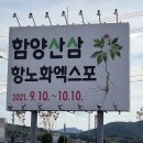 함양 산삼항노화엑스포 (상림공원 일원) - 21. 9. 16.