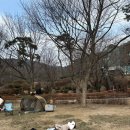 [경기 용인] 용인자연휴양림 야영데크 13번 - 아직 봄은 오지 않았다.