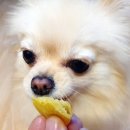 댕구상점 이미지