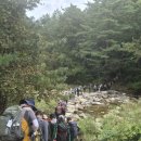 ​🌲 푸른 솔향기 따라 다 함께 걸은 ‘울진 금강소나무숲길 1구간’ 💚 이미지