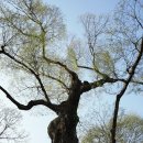 상주 복룡동 석조여래좌상 | 남성시장 주변 관광지, 왕산역사공원