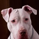 애견세계 이미지