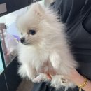 애견미용실 꽃개 이미지