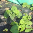 가곡농장 이미지