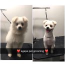 아가페 펫살롱 이미지