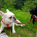 불독하우스 이미지