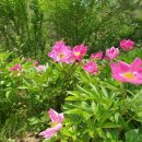 가리왕산 휴양림 이미지