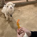 조종농장 | [시흥 아이랑 가볼만한곳] 내돈내산 온동물체험농장 24개월미만무료 입장후기