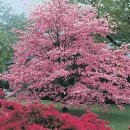 미국산딸나무 루브라품종 (미국,유럽 인기품종) 이미지