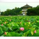 전주 덕진공원 연꽃 이미지