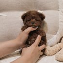 버디독 강아지분양 안심분양센터 서울 영등포점 이미지