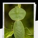 동물의 왕국 ㅡ 절묘한 위장술~2 &amp; "키보이스" 이미지