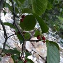 대패집나무열매를보고와서 이미지