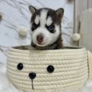 오독안심분양센터 강아지분양 고양이분양 인천점 이미지