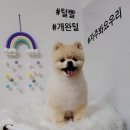 살롱드 펫 이미지