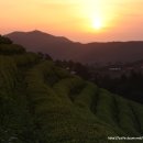 녹차농원 이미지